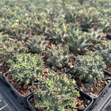 Euphorbia decepta