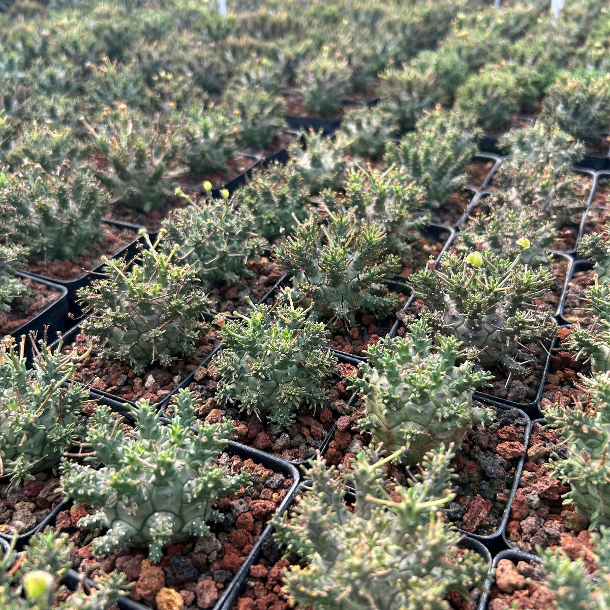 Euphorbia decepta