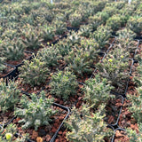 Euphorbia decepta
