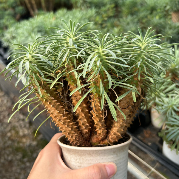 Euphorbia multifolia
