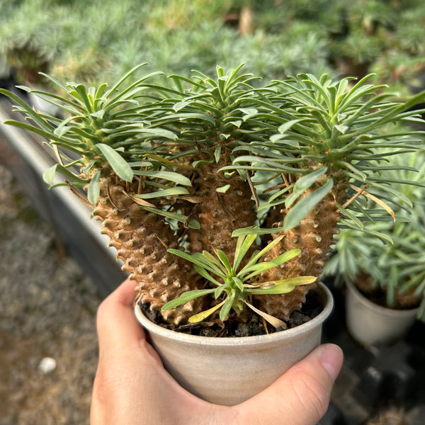 Euphorbia multifolia