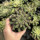 Euphorbia gorgonis