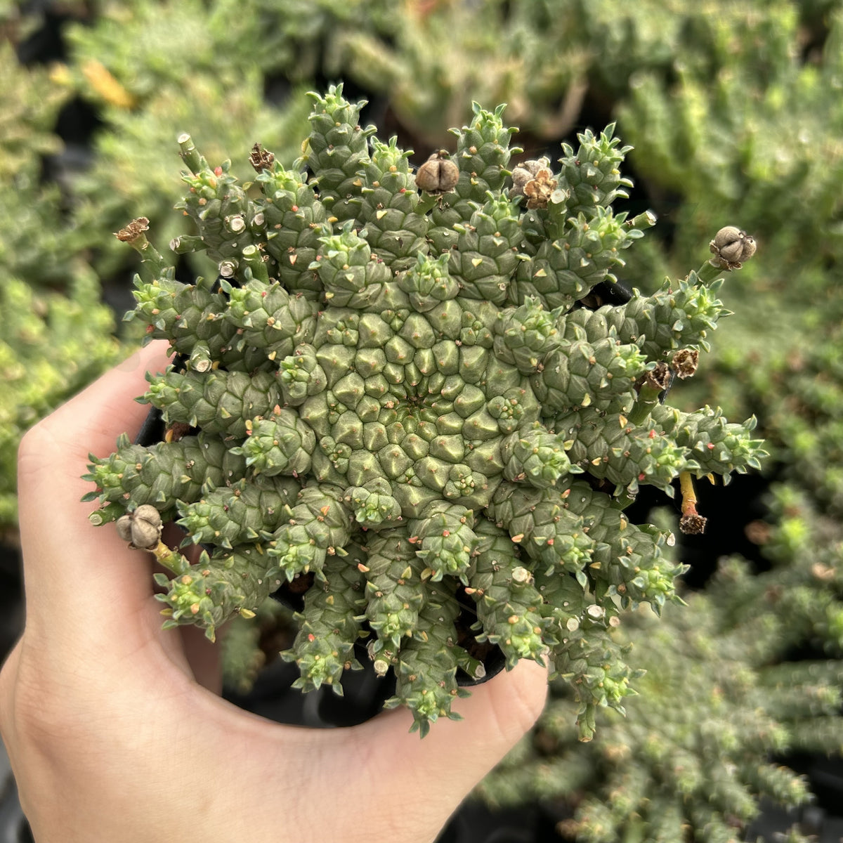 Euphorbia gorgonis