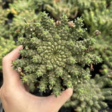 Euphorbia gorgonis