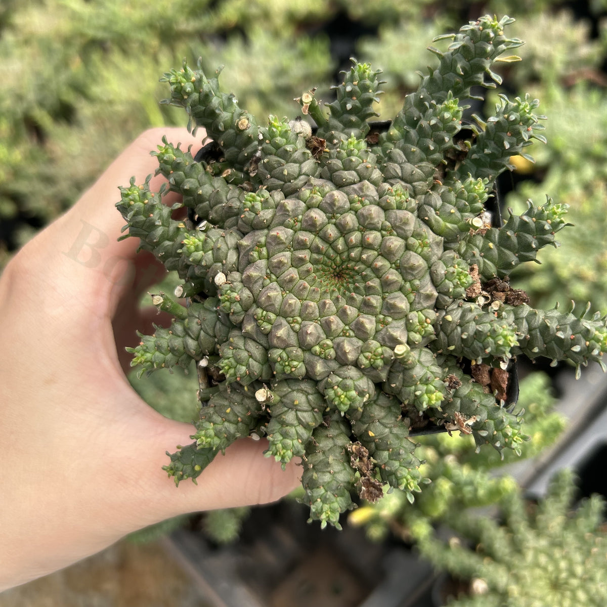 Euphorbia gorgonis