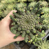 Euphorbia gorgonis