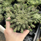 Euphorbia gorgonis