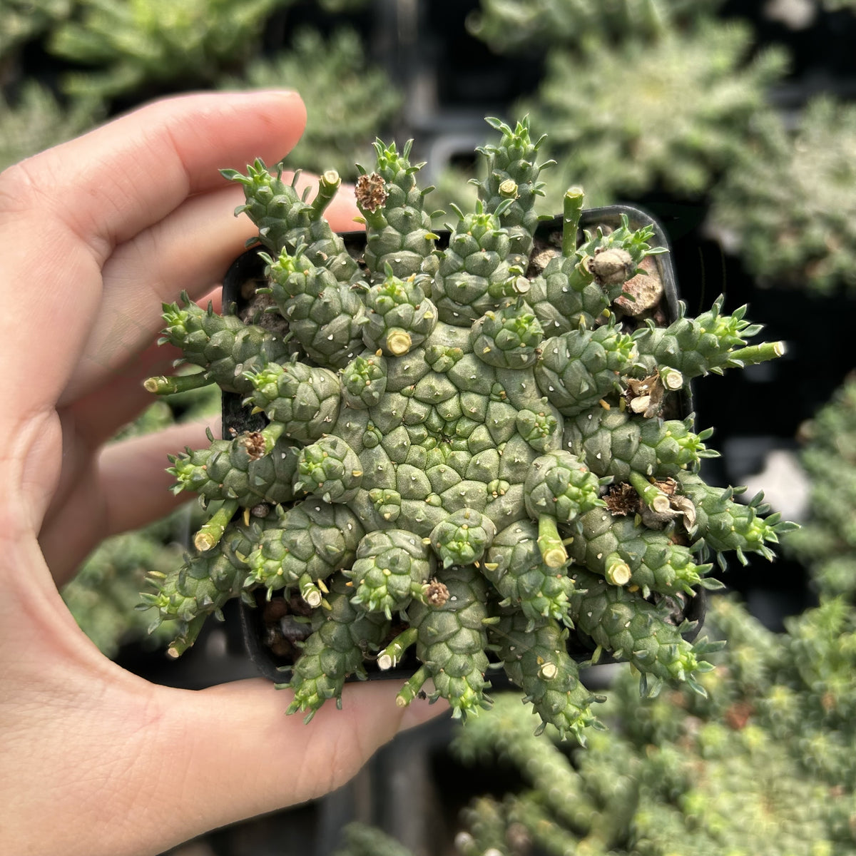 Euphorbia gorgonis
