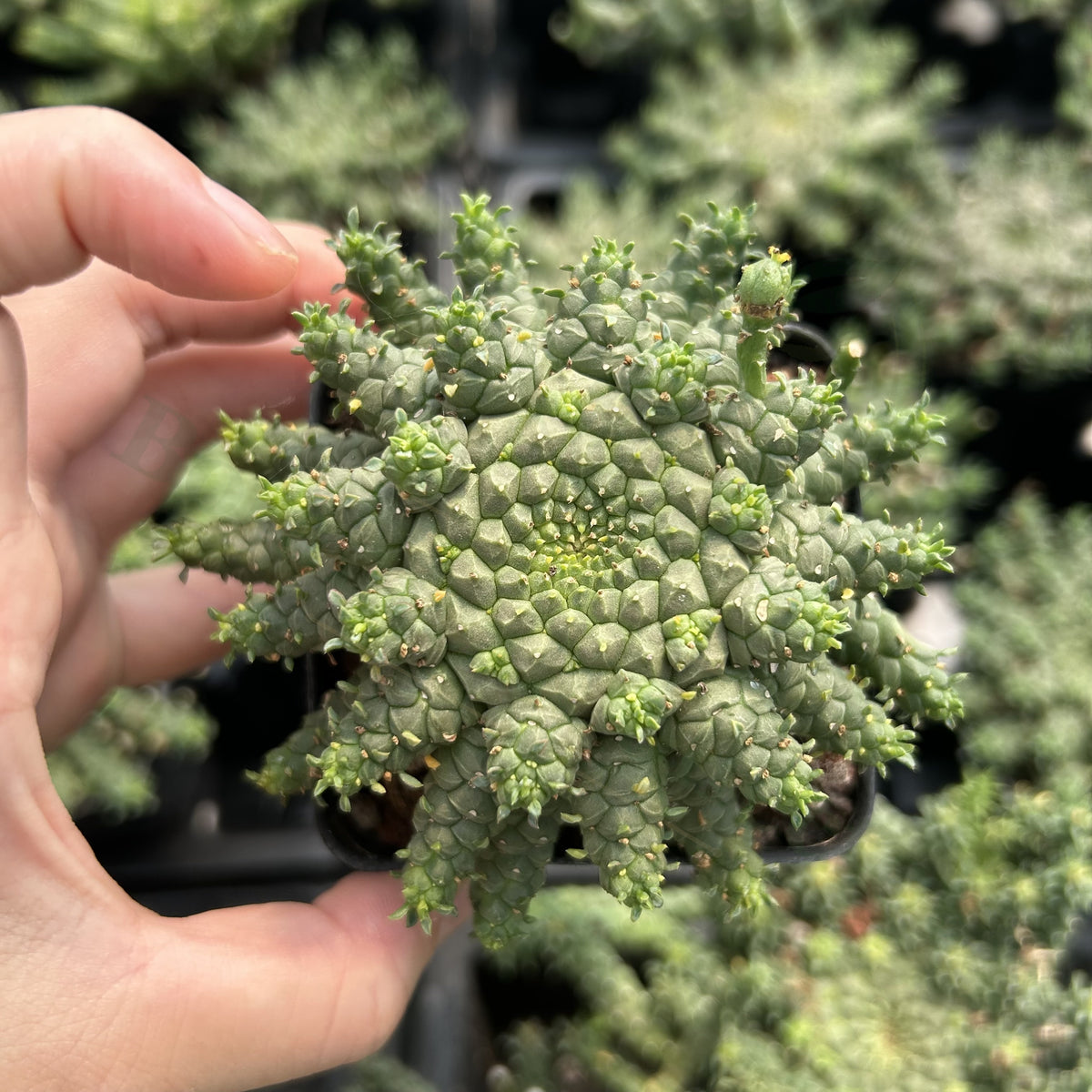 Euphorbia gorgonis