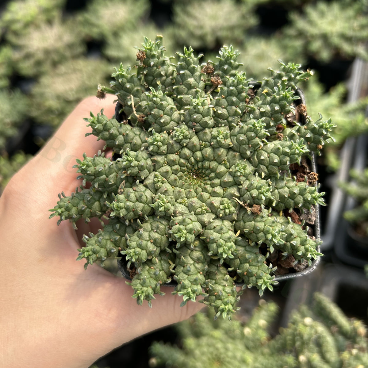 Euphorbia gorgonis