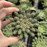 Euphorbia gorgonis