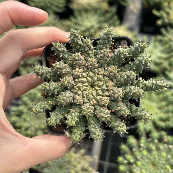 Euphorbia gorgonis