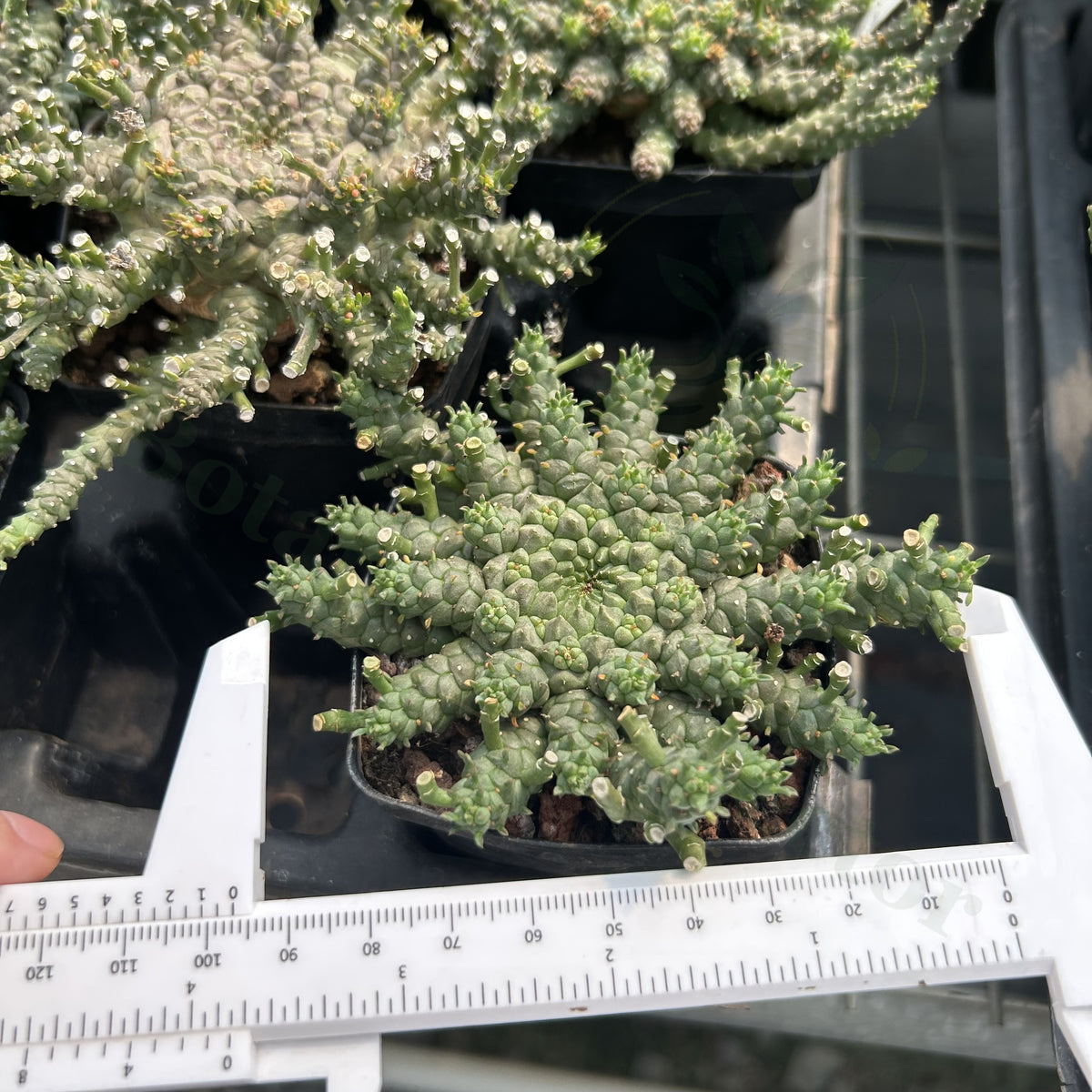 Euphorbia gorgonis