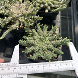 Euphorbia gorgonis