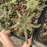 Euphorbia brevirama