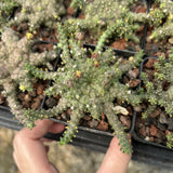 Euphorbia brevirama
