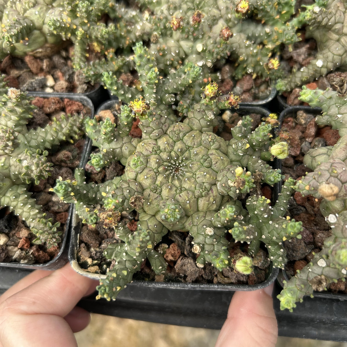Euphorbia brevirama
