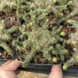 Euphorbia brevirama