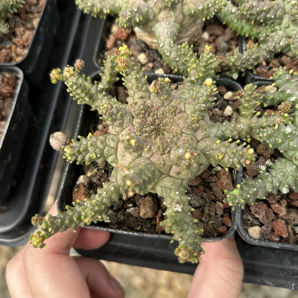 Euphorbia brevirama