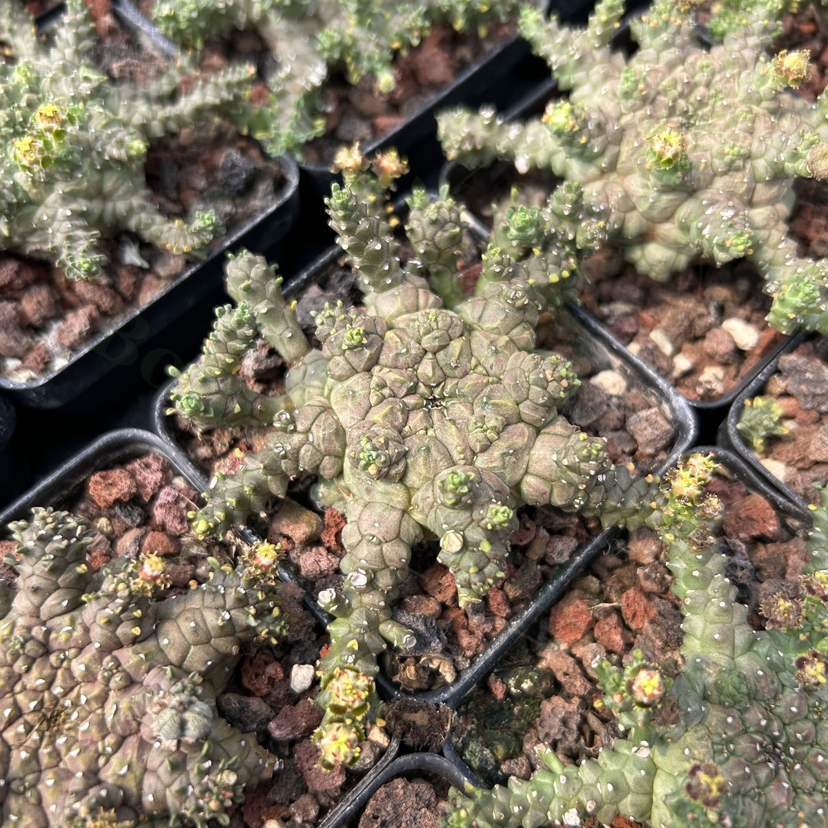 Euphorbia brevirama