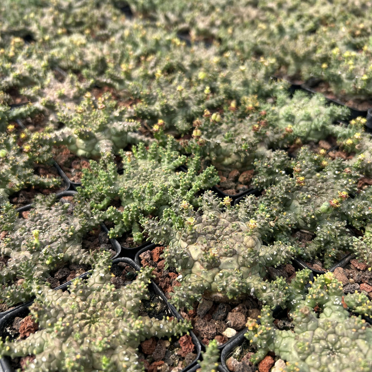 Euphorbia brevirama