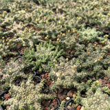 Euphorbia brevirama
