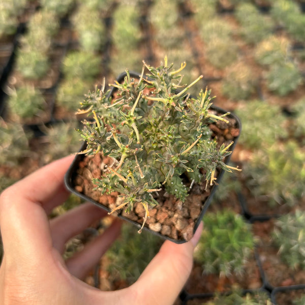 Euphorbia astrophora