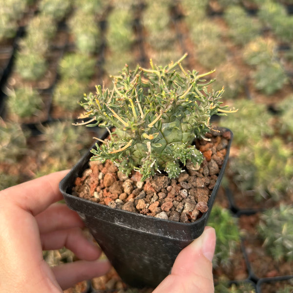 Euphorbia astrophora