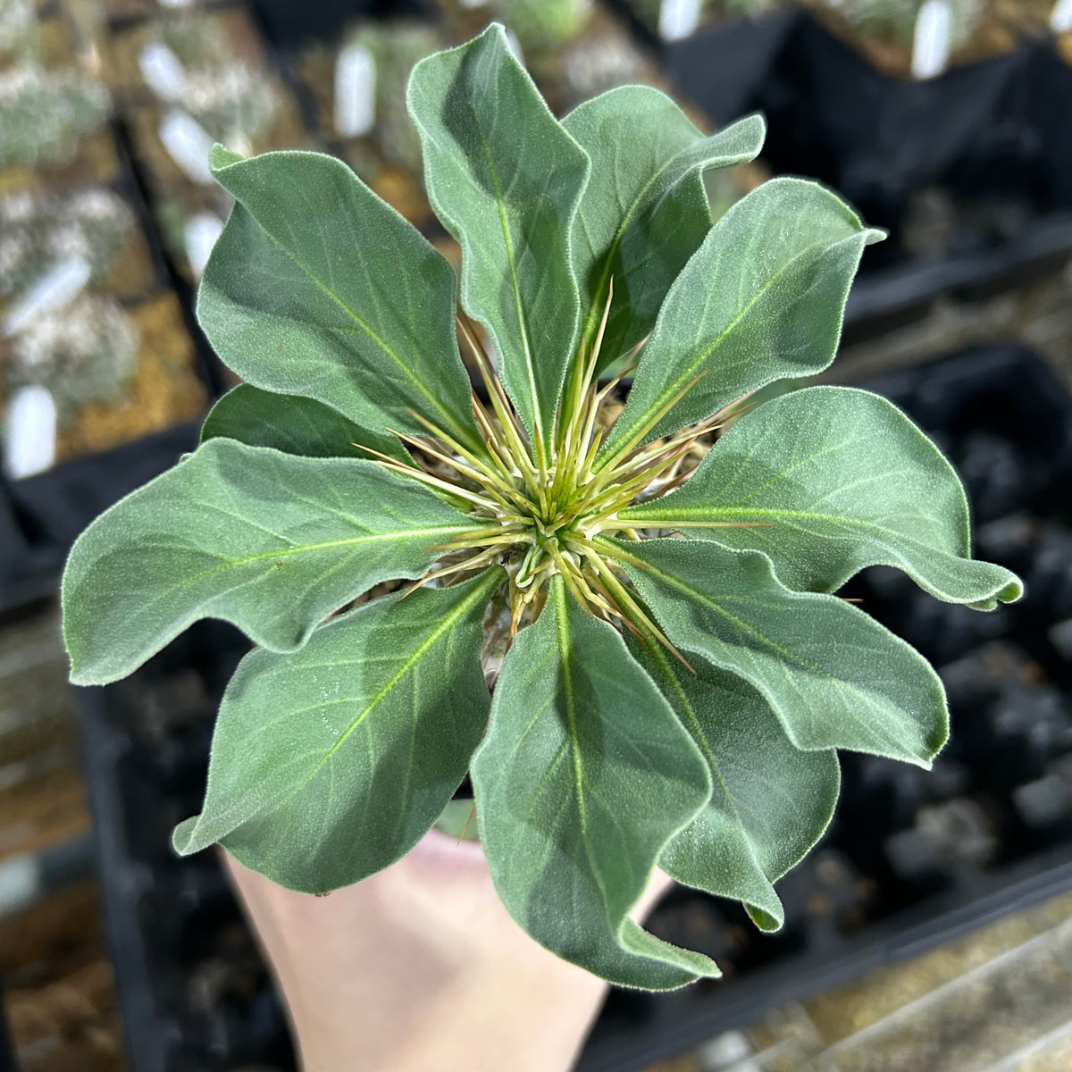 Pachypodium namaquanum-Pachypodium-image-1