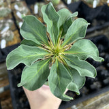 Pachypodium namaquanum-Pachypodium-image-1