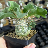 Pachypodium namaquanum-Pachypodium-image-2