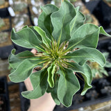 Pachypodium namaquanum-Pachypodium-image-6
