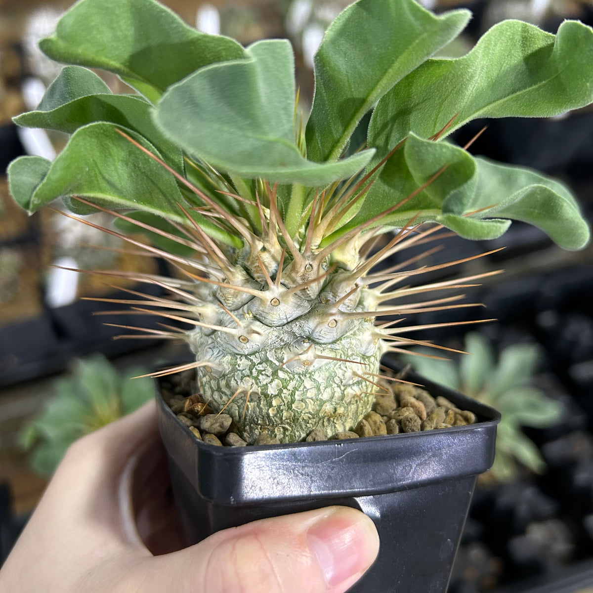 Pachypodium namaquanum-Pachypodium-image-5