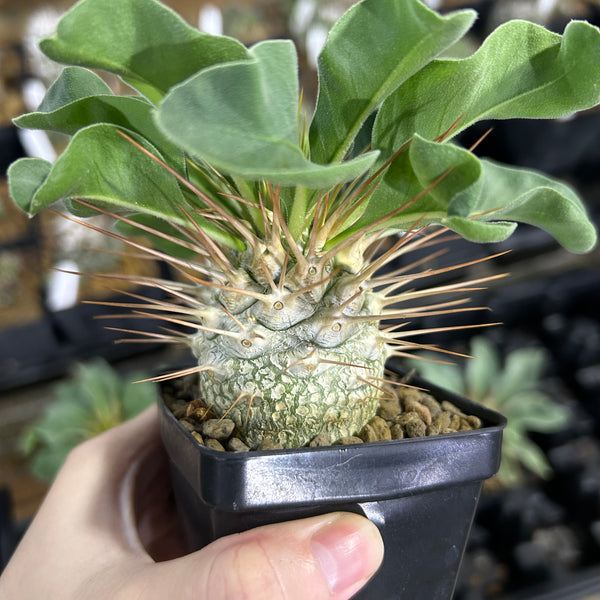 Pachypodium namaquanum-Pachypodium-image-5