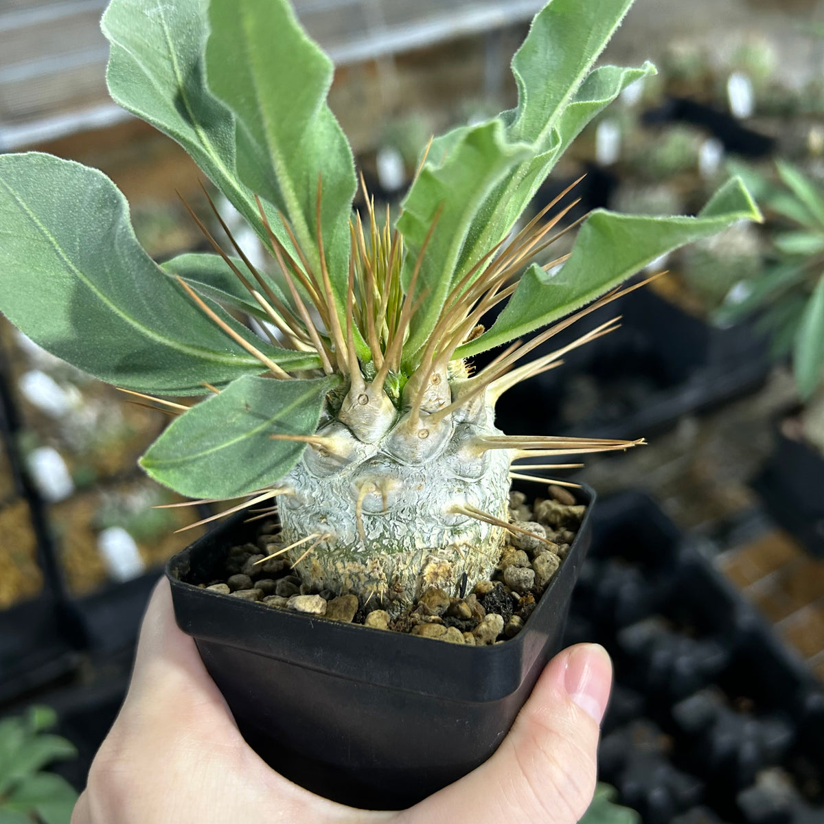 Pachypodium namaquanum-Pachypodium-image-8