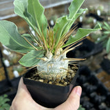Pachypodium namaquanum-Pachypodium-image-8