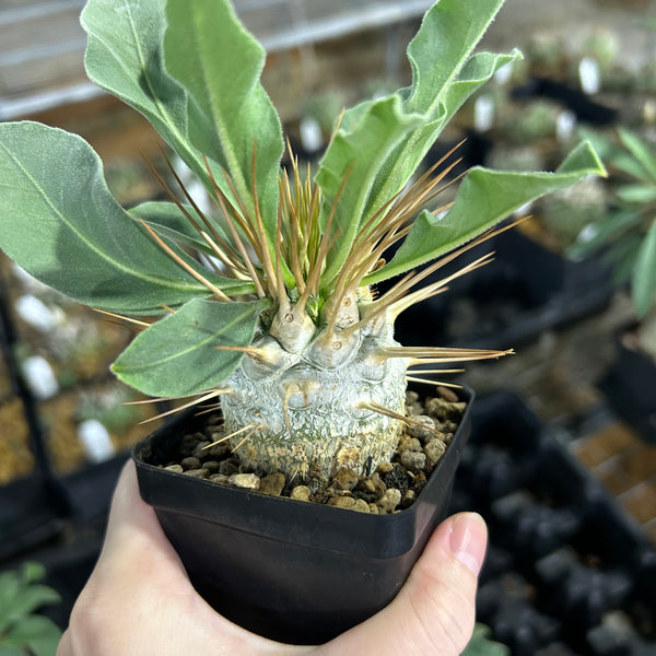 Pachypodium namaquanum-Pachypodium-image-8