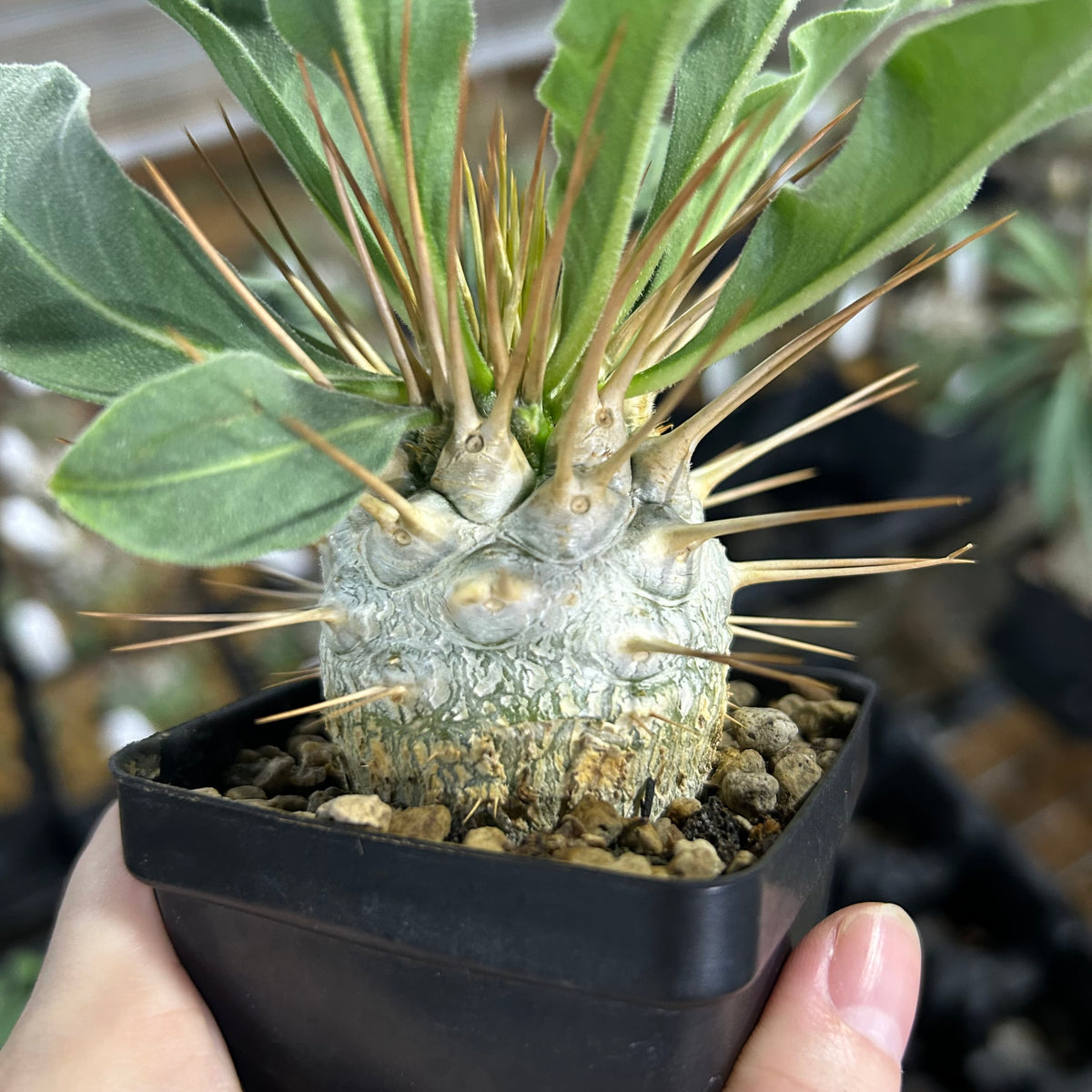 Pachypodium namaquanum-Pachypodium-image-9