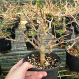 Commiphora sinuata — Burseraceae — listed size H10-15cm — Same Size Shipped — image 4: potted plant with a stout trunk and bare branching canopy
