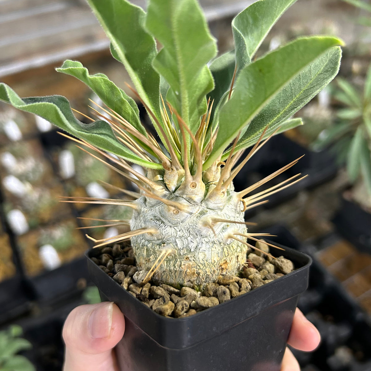 Pachypodium namaquanum-Pachypodium-image-10