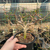 Commiphora sinuata — Burseraceae — listed size H10-15cm — Same Size Shipped — image 1: potted plant with a stout trunk and bare branching canopy