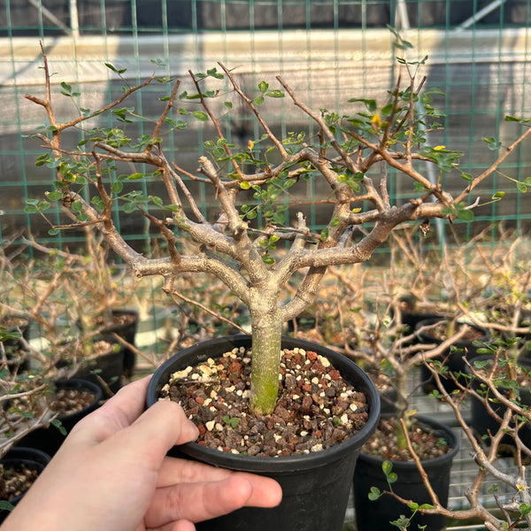 Commiphora sinuata — Burseraceae — listed size H10-15cm — Same Size Shipped — image 1: potted plant with a stout trunk and bare branching canopy