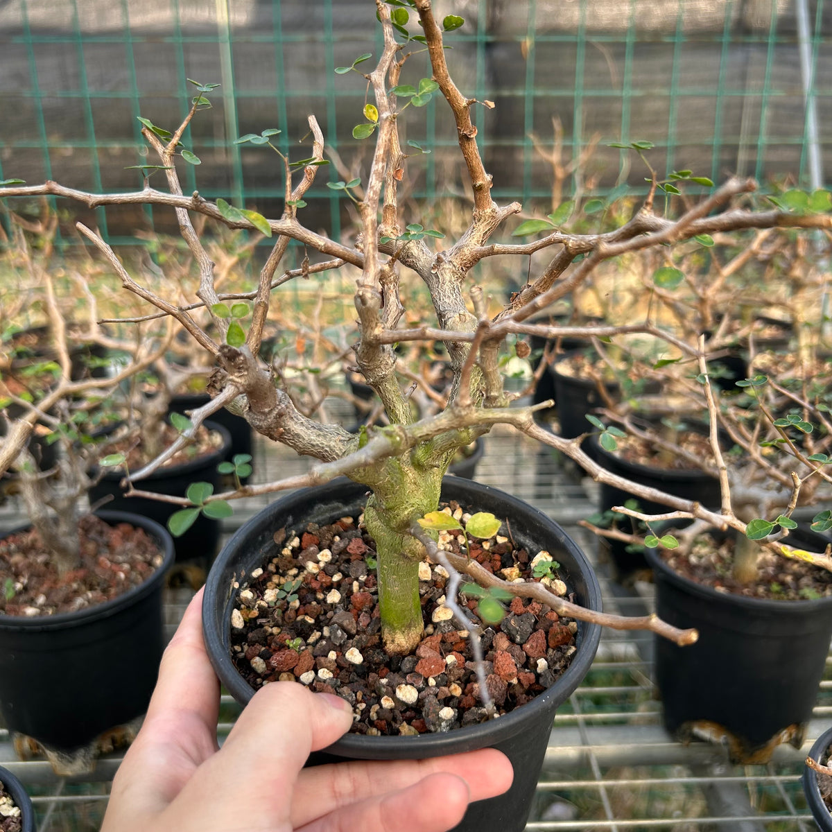 Commiphora sinuata — Burseraceae — listed size H10-15cm — Same Size Shipped — image 2: potted plant with a stout trunk and bare branching canopy