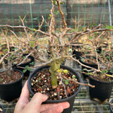 Commiphora sinuata — Burseraceae — listed size H10-15cm — Same Size Shipped — image 2: potted plant with a stout trunk and bare branching canopy