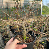Commiphora sinuata — Burseraceae — listed size H10-15cm — Same Size Shipped — image 3: potted plant with a stout trunk and bare branching canopy