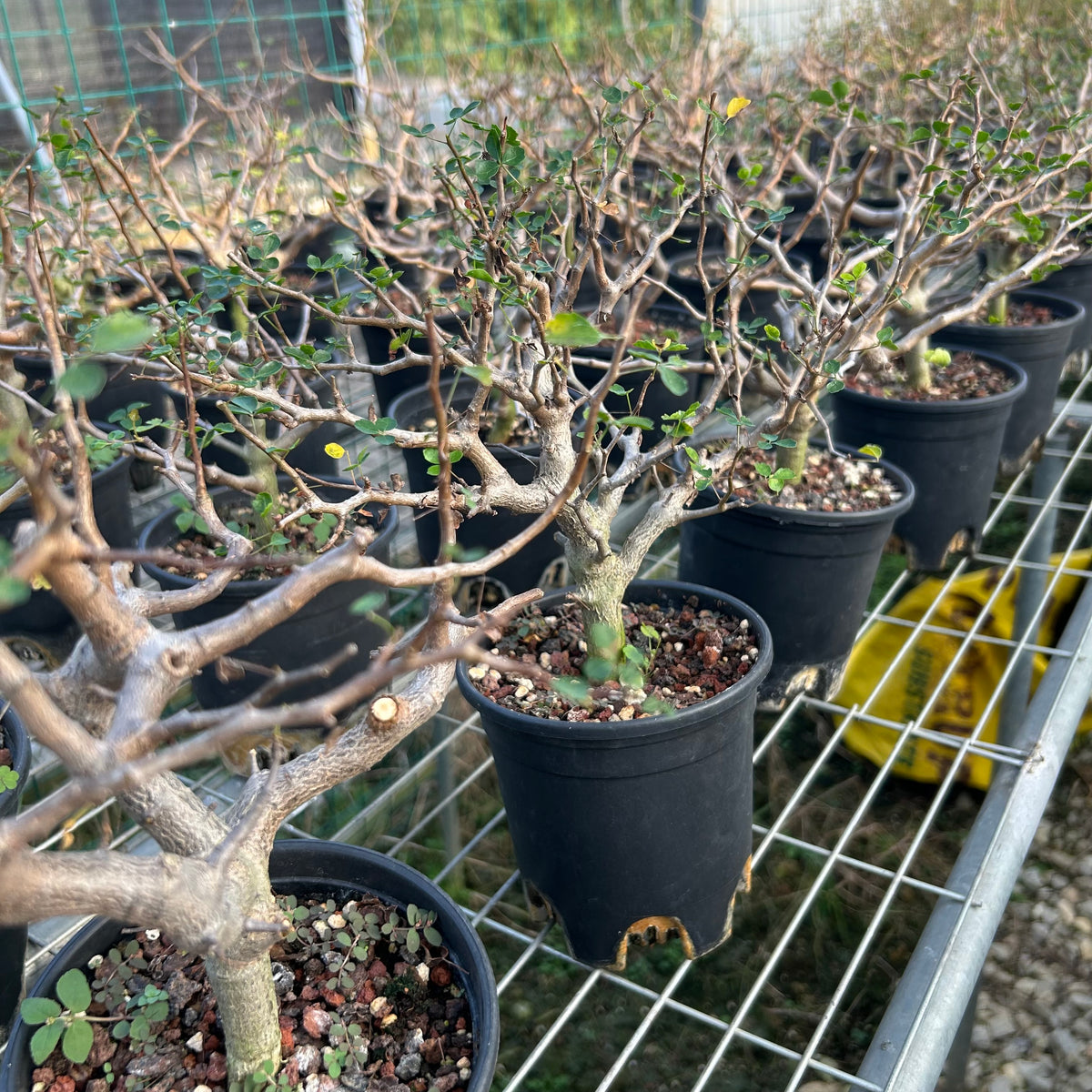Commiphora sinuata — Burseraceae — listed size H10-15cm — Same Size Shipped — image 5: nursery group of Commiphora sinuata plants