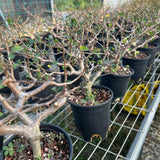 Commiphora sinuata — Burseraceae — listed size H10-15cm — Same Size Shipped — image 5: nursery group of Commiphora sinuata plants
