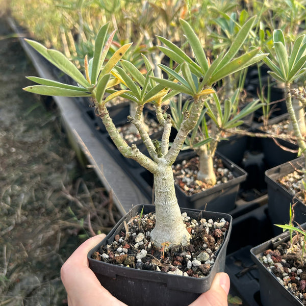 Adenium swazicum — Adenium — listed size W2.5-3cm — Same Size Shipped — image 1: potted plant with a branching trunk and narrow leaves