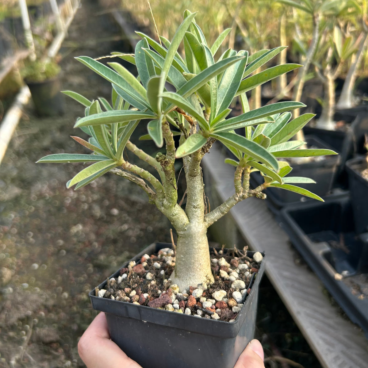 Adenium swazicum — Adenium — listed size W2.5-3cm — Same Size Shipped — image 2: potted plant with a branching trunk and narrow leaves