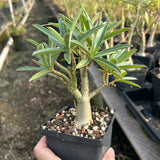 Adenium swazicum — Adenium — listed size W2.5-3cm — Same Size Shipped — image 2: potted plant with a branching trunk and narrow leaves
